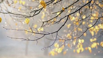 Cod galben de ploi puternice