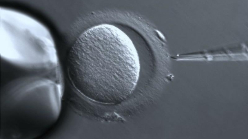 Дети, зачатые при помощи ЭКО здоровее обычных