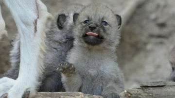 Grădina Zoologică din Chișinău completată cu trei lupoaice