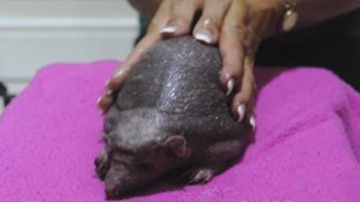 Veterinarii au prescris masaj unui arici chel