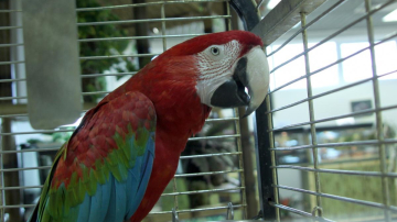 Ca-n filme. O femeie divorțează după ce papagalul i-a dezvăluit că soțul o înșală