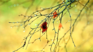 Синоптики прогнозируют холодную погоду и слабые дожди