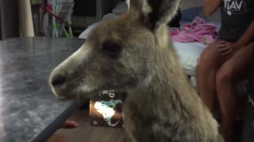 Un cangur a sărit într-o rulotă şi a refuzat să plece!