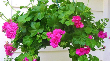 Названы самые опасные для детей комнатные растения