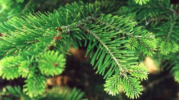 Bradul trebuie cumpărat cu 2-3 zile înainte de sărbătoare