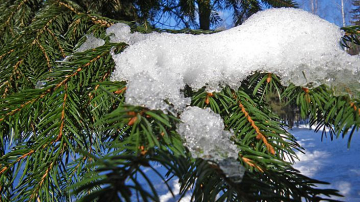 Meteorologii prognozează pentru azi temperaturi de pînă la 7˚C