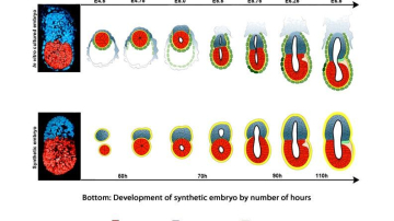 Искусственный эмбрион - новая реальность от британских ученых