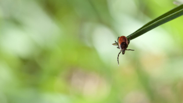 Specialiștii avertizează: căpușele au ieșit din hibernare