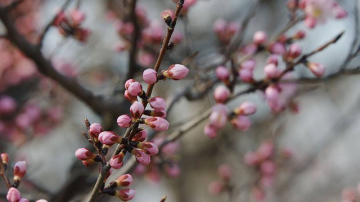 Vremea din ce în ce mai caldă