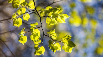В начале недели нас ждет хорошая погода