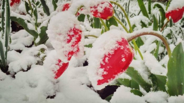 Cum a reacționat fiica lui Adrian Ursu la vederea zăpezii