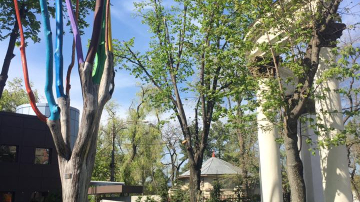 Copacul din Chișinău în care “cresc” creioane colorate!