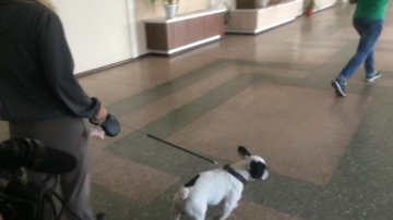 Mai mulți elevi, mușcați de câine în curtea unei școli din Capitală!