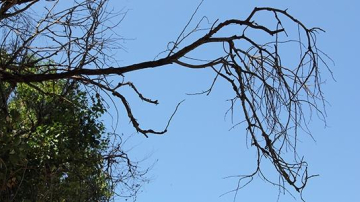 O creangă imensă a căzut lângă un stadion pe care se jucau copiii