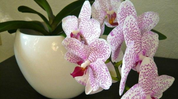 Магическое значение орхидеи в Вашем доме. Вы даже не представляете, что она может принести