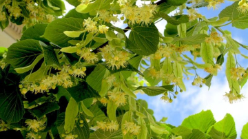 Duminica Mare: obiceiuri și tradiții