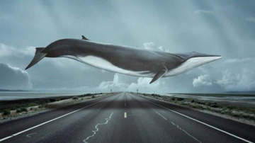 Был задержан один из администраторов "Групп смерти"