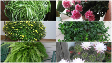 12 plante ce nu trebuie să lipsească din locuințele voastre