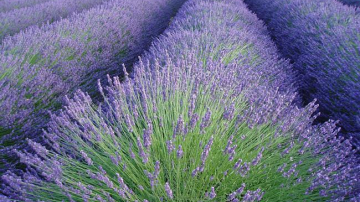 Звезда июня – лаванда. 10 полезных свойств этого растения