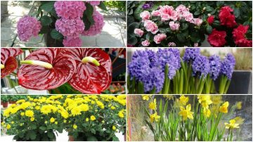 Top 14 cele mai PERICULOASE plante din casa ta