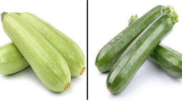 Обычный кабачок и цукини: в чем разница