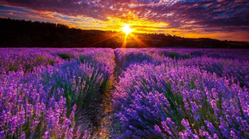 Unde găsești levănțică în Moldova