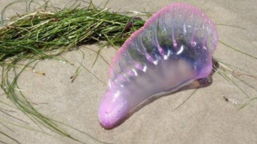 Dacă observați asta pe plajă, fugiți de acolo și chemați salvatorii