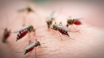 Țânțarii transmit 7 boli mortale! Bâzâitul și înțepăturile lor reprezintă cea mai mică problemă