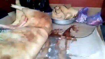 Revoltător! În ce condiţii este transportată carnea de porc de la Piaţa Centrală (VIDEO)