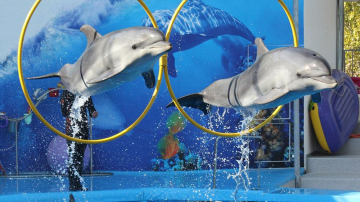 Delfinariul din Chișinău se închide. Află motivul