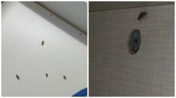 Gândaci la o grădiniță privată din Chișinău – (FOTO)