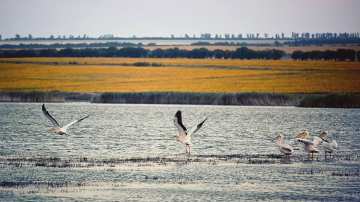 Imagini care îți taie respirația! Descoperă raiul pelicanilor din sudul Moldovei