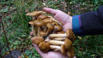 Mare atenție! Opt persoane s-au intoxicat cu ciuperci în ultima săptămână