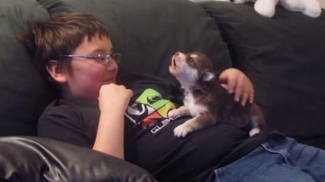 Acest cățel are doua 20 de zile și abia s-a învățat să urle. Este atât de drăguț!