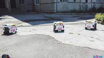 Copiii internați la Spitalul Clinic Municipal Nr.1 se vor împrieteni cu trei văcuțe vesele