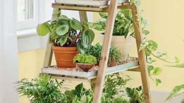 Plantele „bombe de oxigen“, care trebuie să crească în fiecare casă!