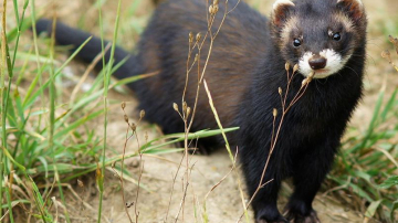 Un copil din Hânceşti, diagnosticat cu rabie după ce l-a mușcat un dihore