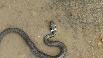 Șerpi și condiții dezastruoase la un spital din Șoldănești