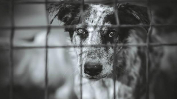 Приюту для бездомных животных в селе Бачой срочно требуется помощь