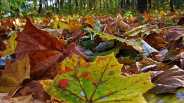 Прогноз погоды на 2 октября