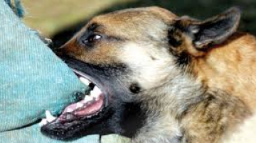 O fetiță de 7 ani a ajuns la spital, după ce a fost mușcată de un câine în timp ce se juca în curtea blocului