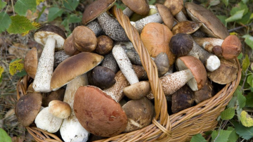 Numărul intoxicaţiilor cu ciuperci creşte