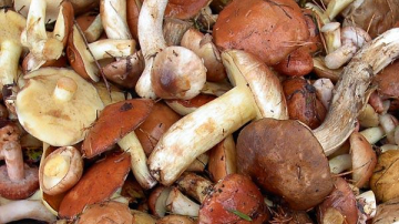 18 persoane, dintre care cinci copii, au ajuns la spital după ce au fost intoxicaţi cu ciuperci