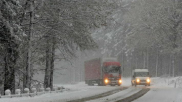 Cod portocaliu de ninsori