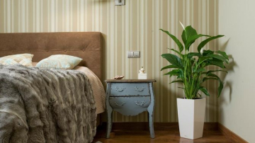 Plantele pe care TREBUIE să le ții în dormitor