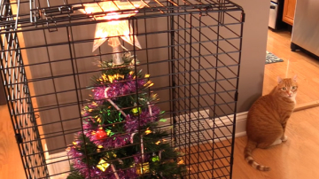 Cum să protejezi pomul de Crăciun de animalele de companie