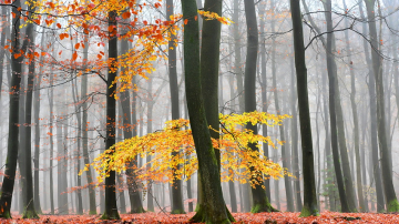 Prognoza meteo pentru 24 noiembrie