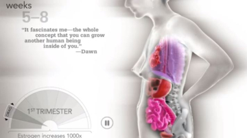 Захватывающие кадры! Как выглядит эволюция беременности