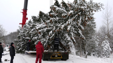 Bradul buclucaș. Încă nu se știe dacă va ajunge la timp la Chișinău