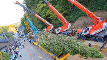 Cum arată cel mai înalt brad din lume, inaugurat în Japonia